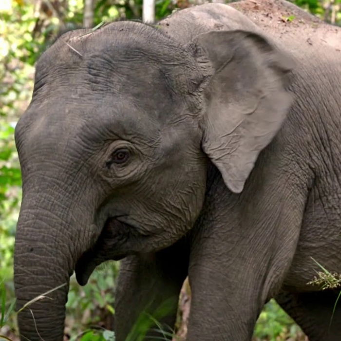Still from the Metro by T-Mobile Elephants pre-roll spot