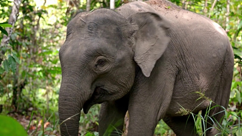 Still from the Metro by T-Mobile Elephants pre-roll spot