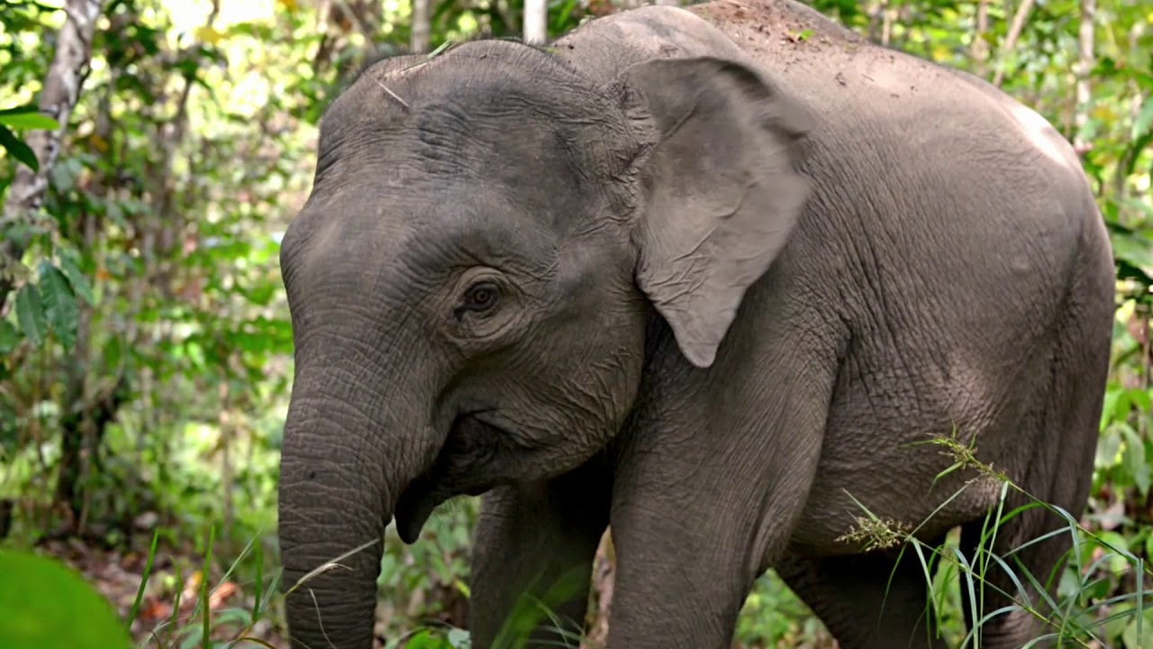 Still from the Metro by T-Mobile Elephants pre-roll spot