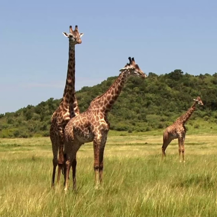Still from the Metro by T-Mobile Giraffes television spot