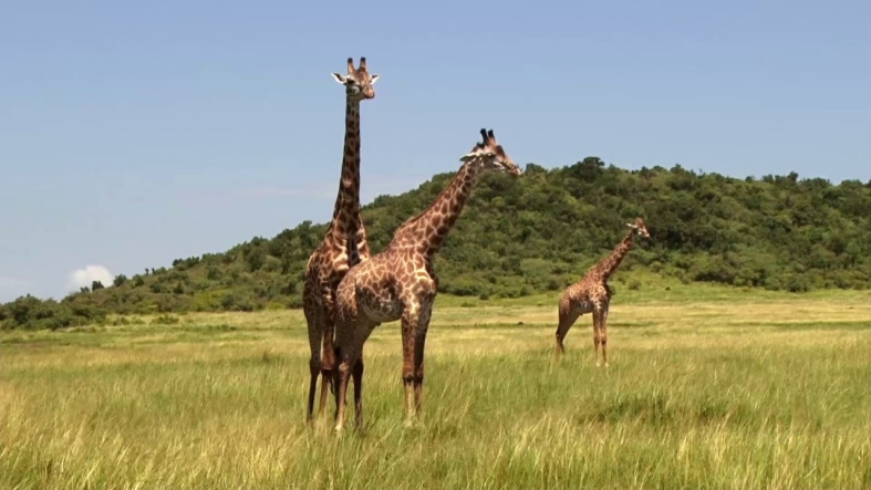 Still from the Metro by T-Mobile Giraffes television spot