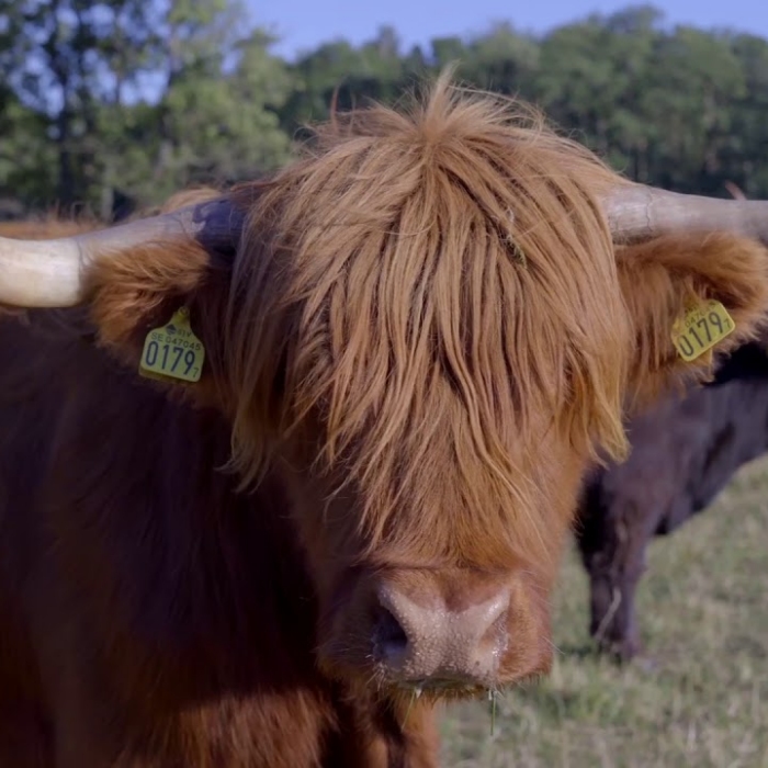 Still from the Metro by T-Mobile Highland Cows pre-roll spot