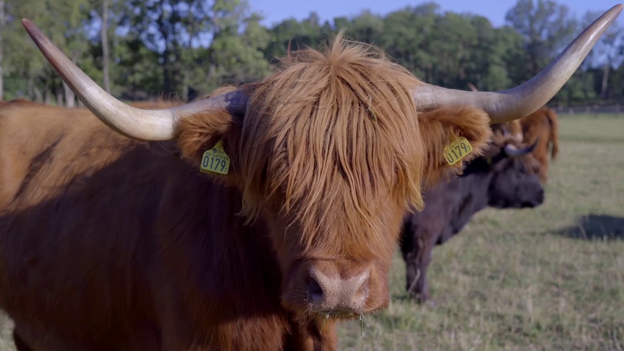 Still from the Metro by T-Mobile Highland Cows pre-roll spot