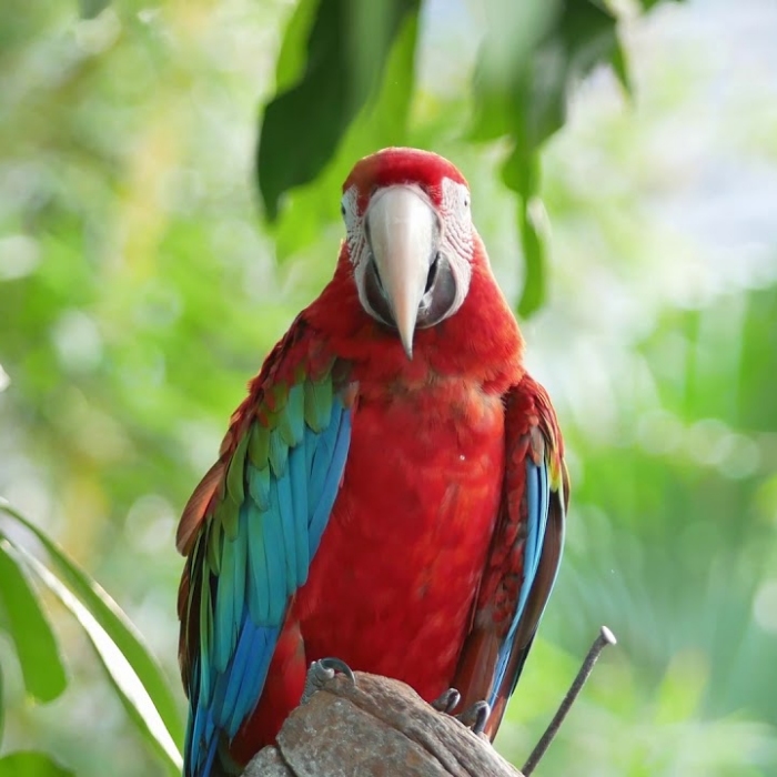 Still from the Metro by T-Mobile Parrots pre-roll spot