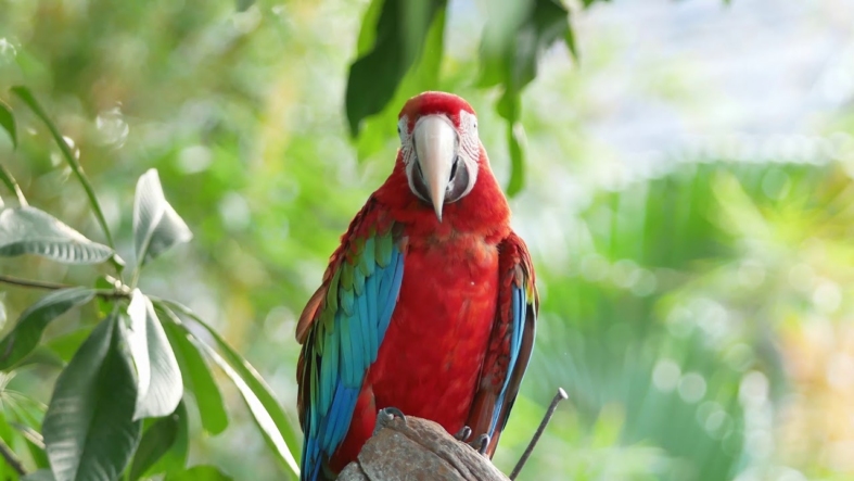 Still from the Metro by T-Mobile Parrots pre-roll spot